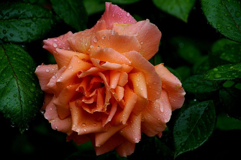 Roze roos met waterdruppels by Bennie Eenkhoorn