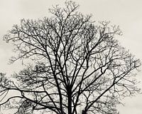 Silver tree crown without leaves
