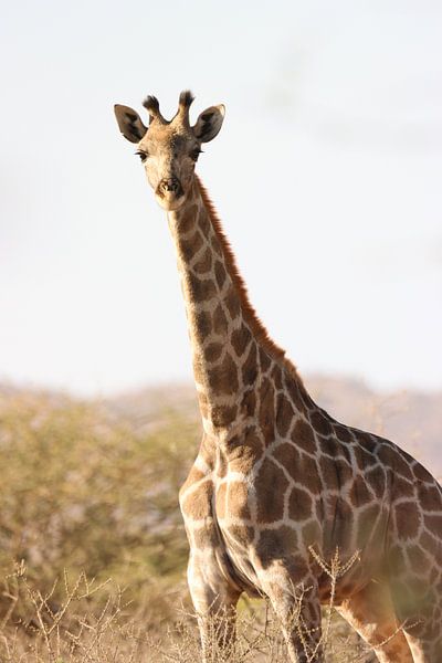 Giraffe in der Savanne von Ruben van de Zande