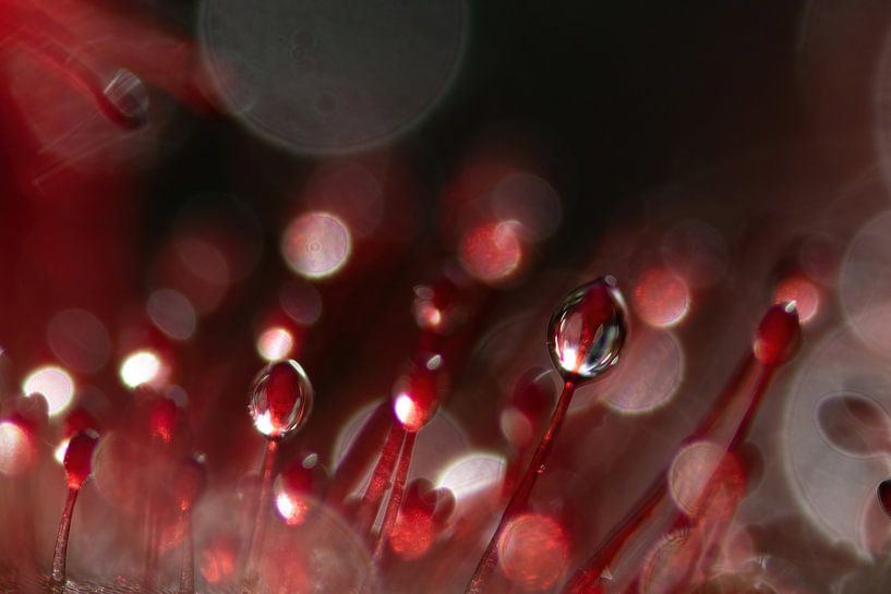 Sundew drops by Anne Ponsen