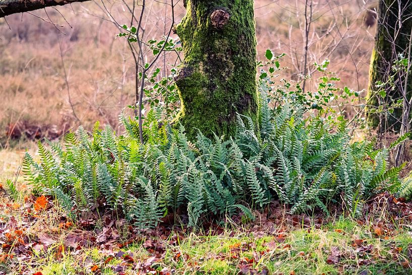 Bed of ferns by Anna Koek