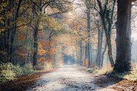 Orange ease - Oranje rust