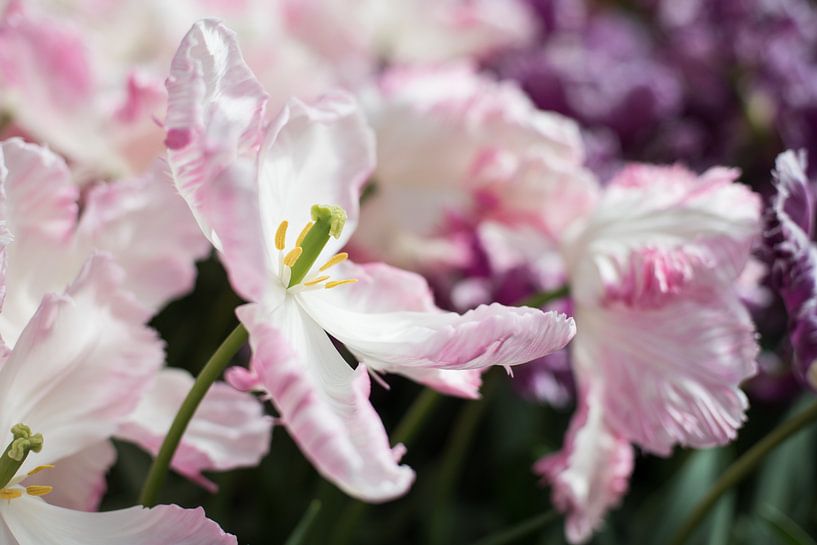 extravagante rosa Tulpe von Lisette van Gameren