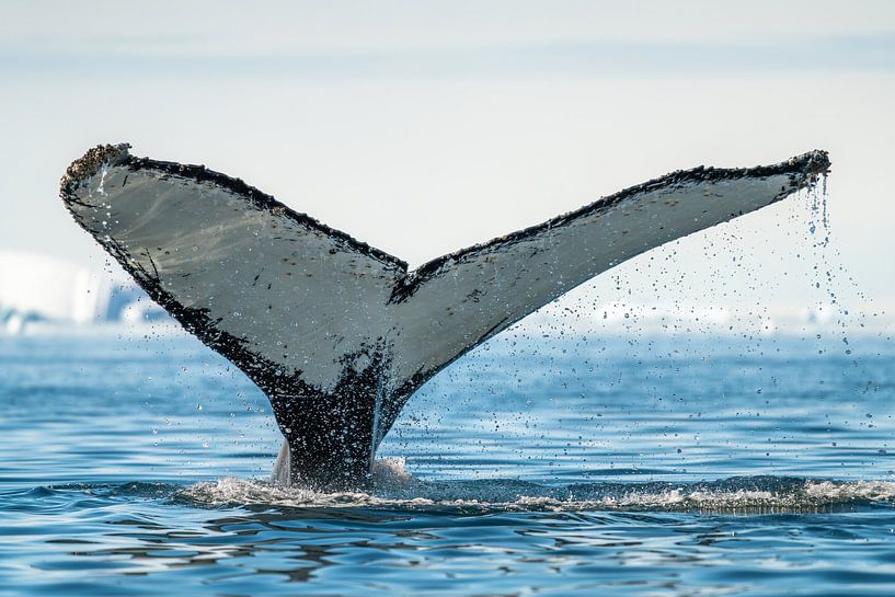 A Whale’s Tail Tale von Tijmen Hobbel