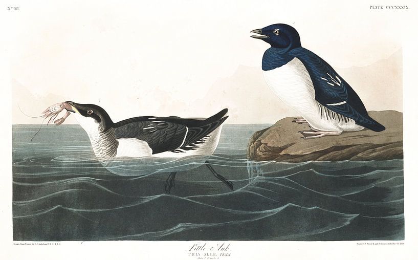 Little Auk by Birds of America
