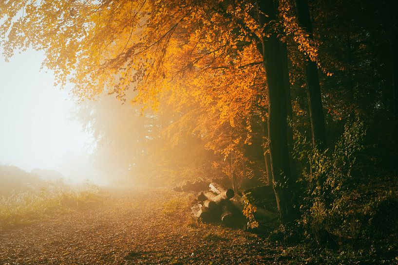 Herbstlicher Waldweg mit Baumstämmen von Catrin Grabowski