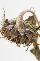 Sad sunflower close -up