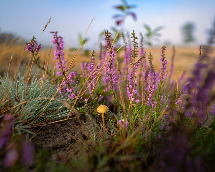 Good morning by Anthony Trabano