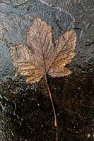 An autumn leaf