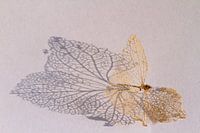 Geraamte van een hortensiablaadje