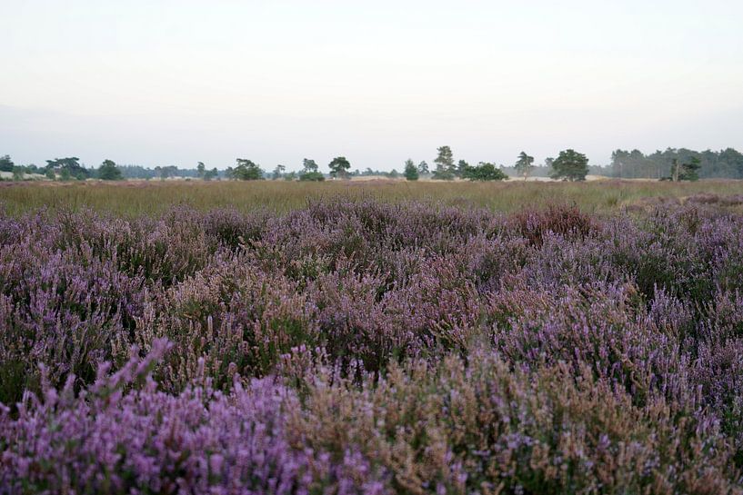 Heathrow am Abend von Luci light
