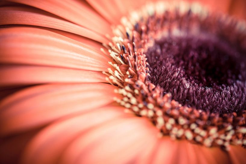 Macro photo of a Gerbera with nice details by Jolanda Aalbers