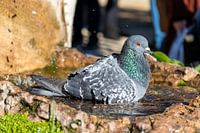 Bathing dove