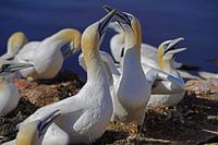 Brütende Basstölpel auf der Insel Helgoland.