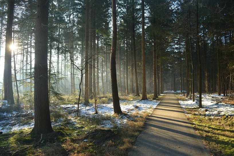 Winter forest lane by Klaas Dozeman