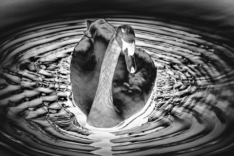 Le cygne blanc par tim eshuis