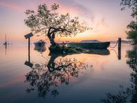 The tree in the lake