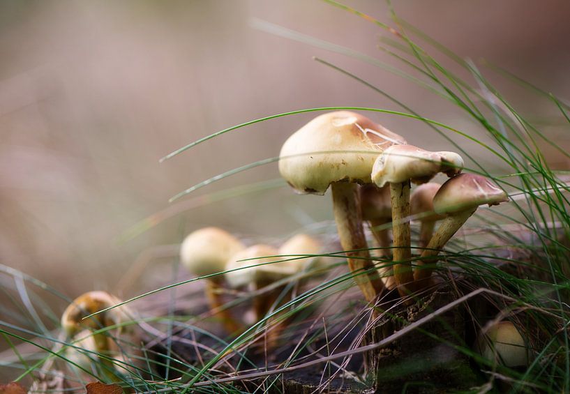 Pilzmagie von Click it Fotografie