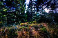 Hohes Venn Waldgebiet