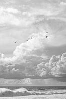 Seemöwen an der Küste in Nazaré - Portugal Fotografie