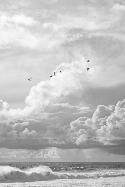 Meeuwen aan de Kust in Nazaré - Portugal Fotografie van Henrike Schenk