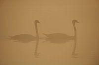 Donzy.nl - Zwei erwachsene Schwäne im Morgennebel.