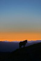 Cheval sur la montagne