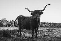 Scottish Highlander on the Wezepsche Heide