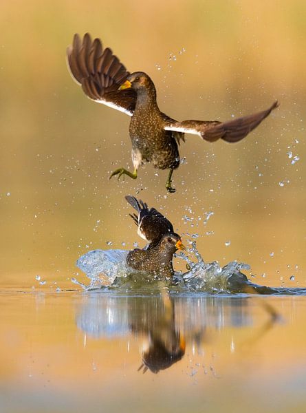 Tüpfelsumpfhuhn, Porzana porzana von Beschermingswerk voor aan uw muur