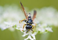 Field wasp on white flowers