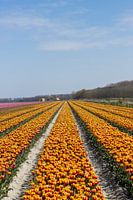 Tulipfield