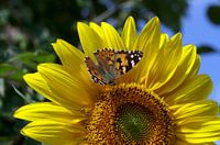 Un papillon orange est assis sur la fleur d'un tournesol jaune