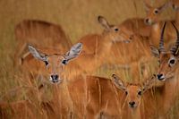 Le symbole du Kidepo - Le kob dans sa richesse naturelle