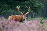 Red deer among the Purple Heather.