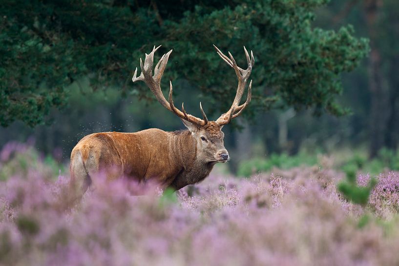 Rotwild Park Hoge Veluwe von Rob Christiaans