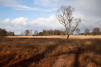 Herbst auf der Veluwe