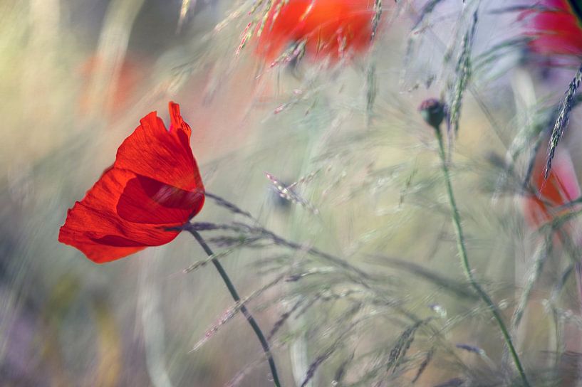 Mohnblumen im morgendlichen Gegenlicht von Kurt Krause