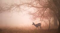 Silhouette of a roe deer in a quiet, misty forest.