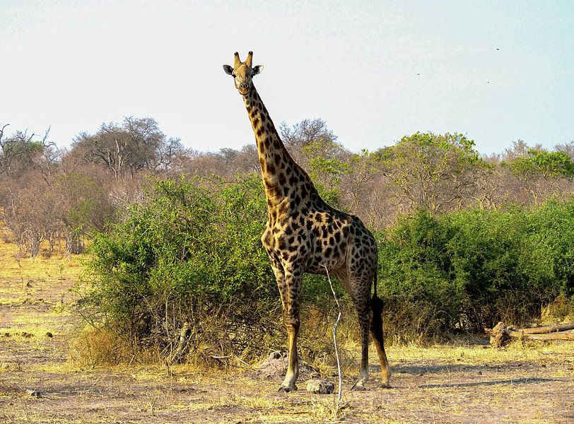 La Girafe vient nous voir par Merijn Loch