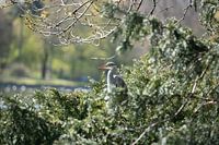 Reiger is mooier dan je het denkt.