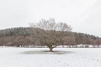 Boom in winterlandschap