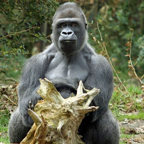 Gorilla-lunch par san image