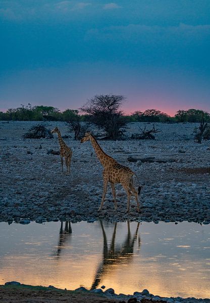Giraffe im Etosha-Nationalpark in Namibia, Afrika von Patrick Groß