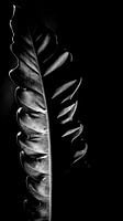 Geheimnis und Eleganz: Ein exotisches Pflanzenblatt mit bezauberndem Lichtspiel und dunklen, nüchternen Farben für eine rustikale und zeitlose Atmosphäre