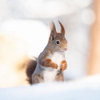 Squirrel standing upright in the snow