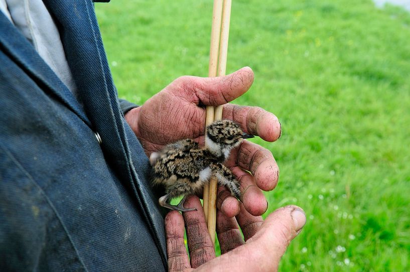 l'agriculteur protège les jeunes vanneaux et les maintient ensemble à l'aide de bâtons de localisation par Hans Hut