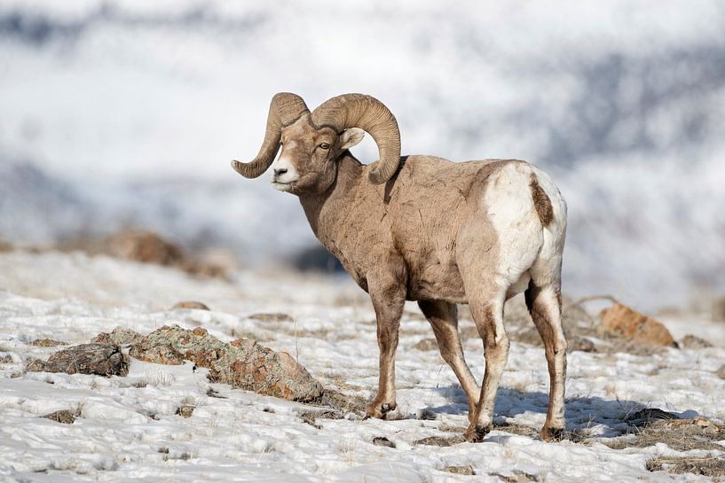 Dickhornschaf ( Ovis canadensis ), Hammel im Schnee von wunderbare Erde
