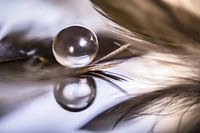 Réflexion | goutte et plumes | or