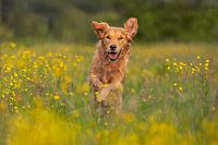 "Freedom in Bloom&quot ;