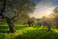 Ancient Olive Grove in Alta Maremma at Sunset